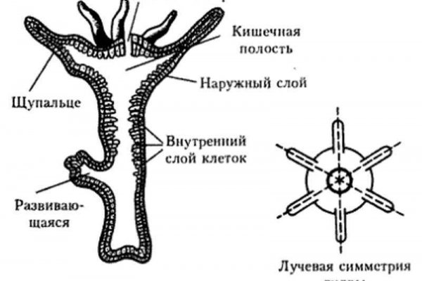 Кракен сайт сегодня