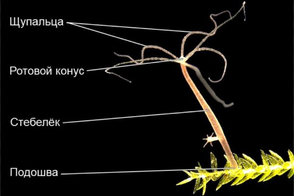 Кракен пишет пользователь не найден